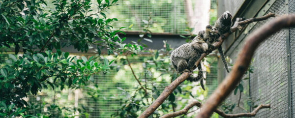 parc animalier lyon